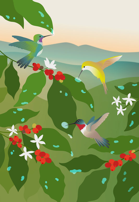 Hummingbird Coffee Poster