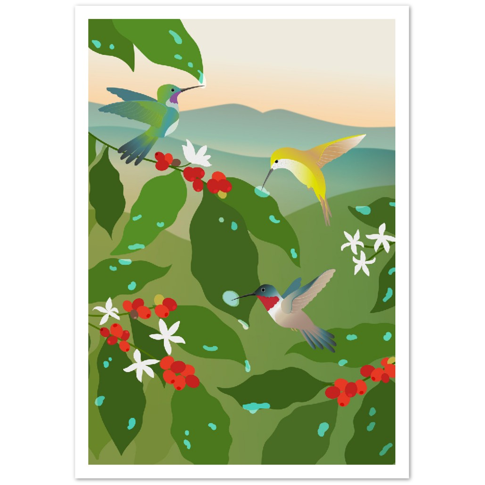 Hummingbird Coffee Poster