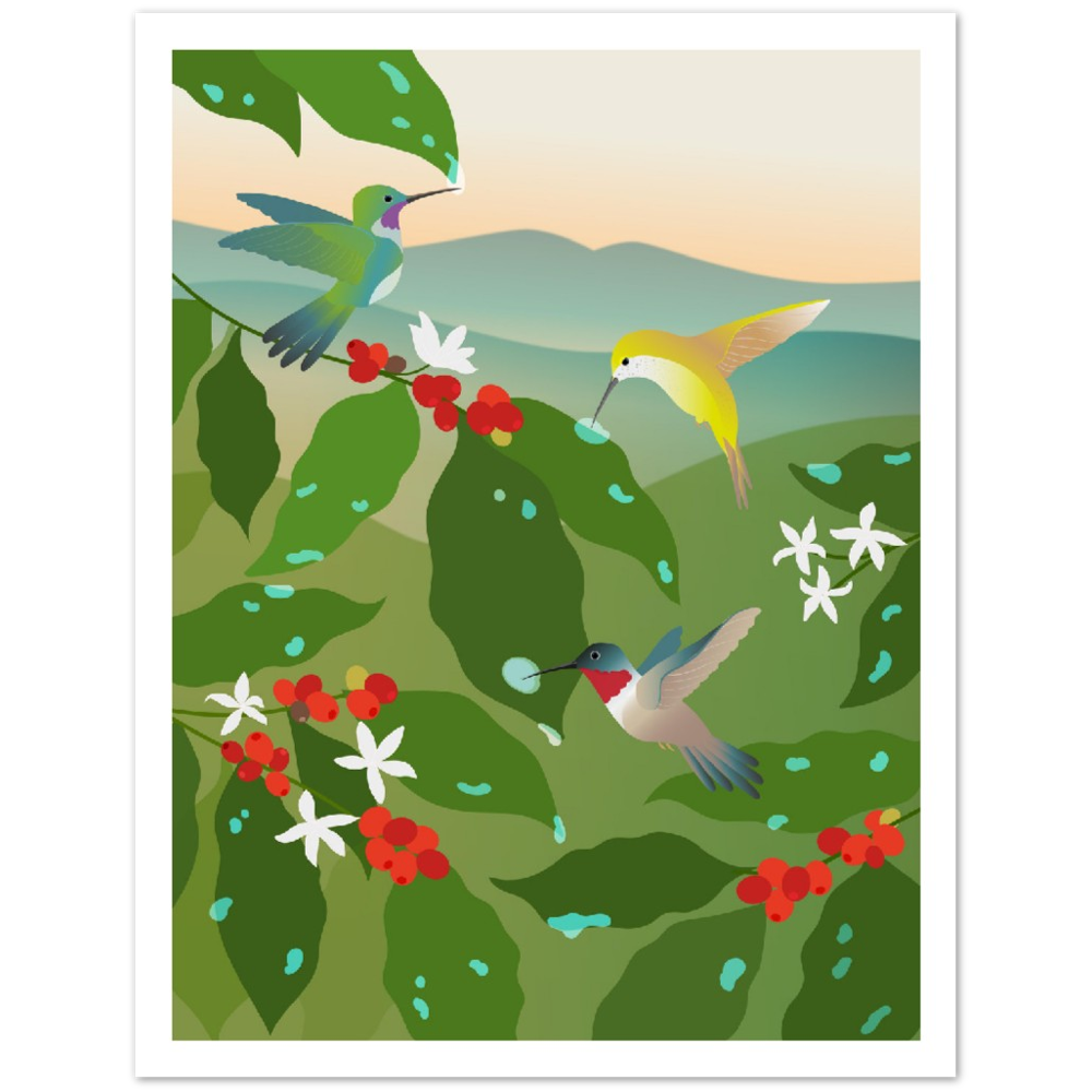 Hummingbird Coffee Poster