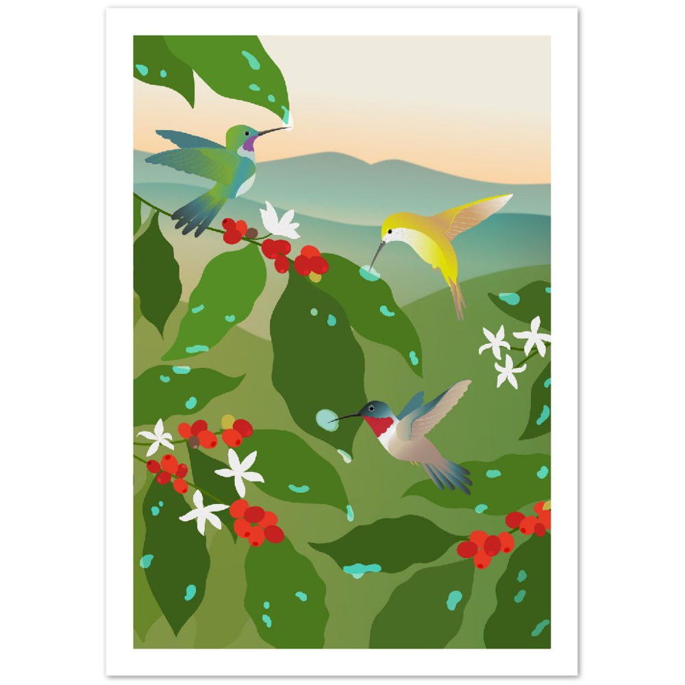 Hummingbird Coffee Poster