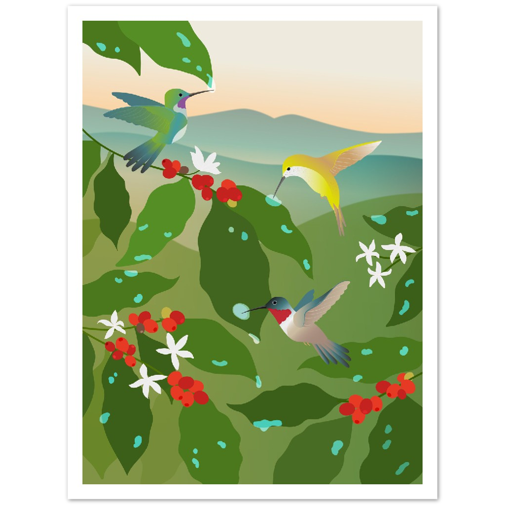 Hummingbird Coffee Poster