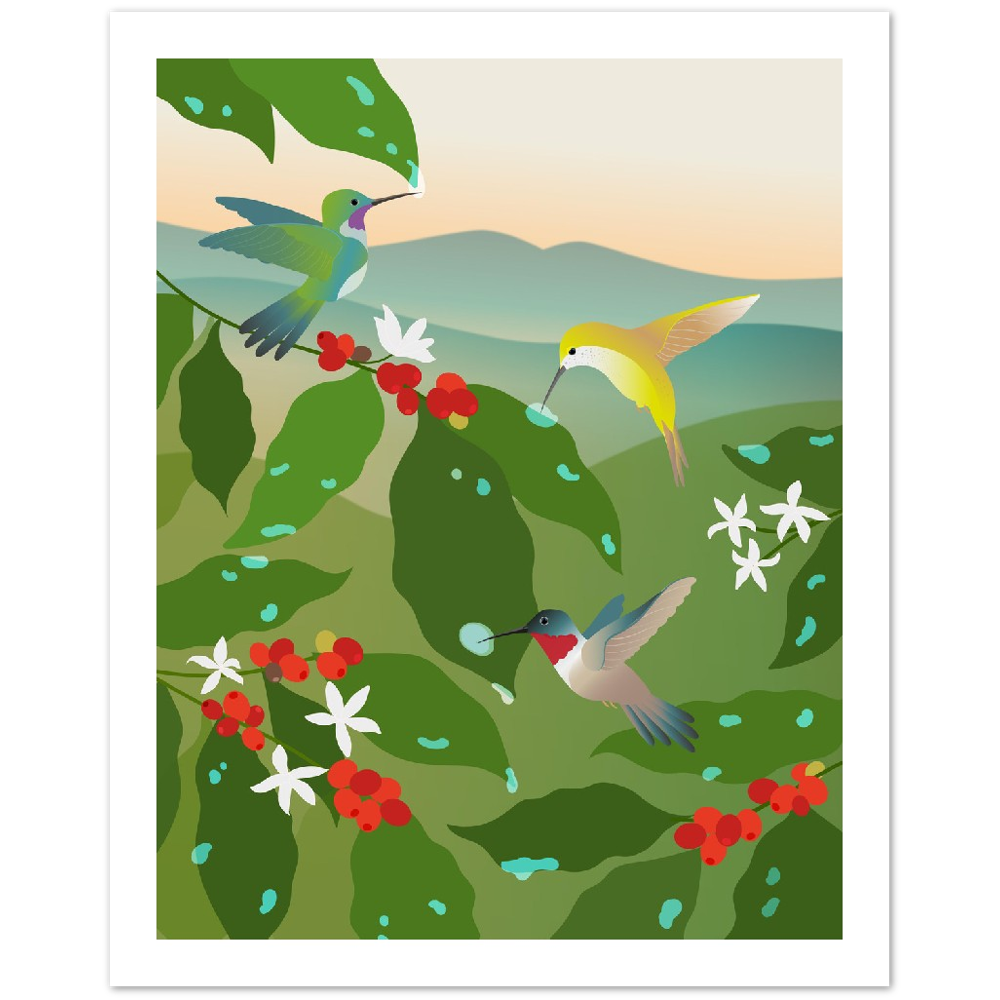 Hummingbird Coffee Poster